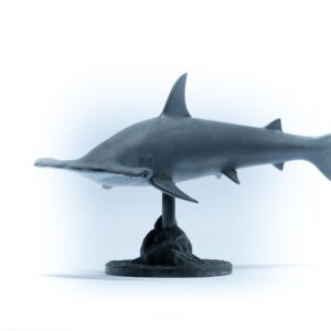 Scalloped Hammerhead Shark (Sphyrna lewini) Oceanic Miniature