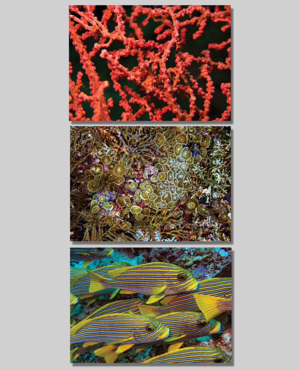 Postcards - Pigmy Sea Horse, Coral, Oriental sweetlips