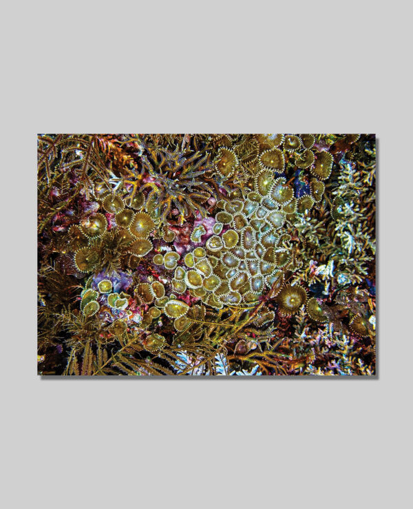 Coral postcards