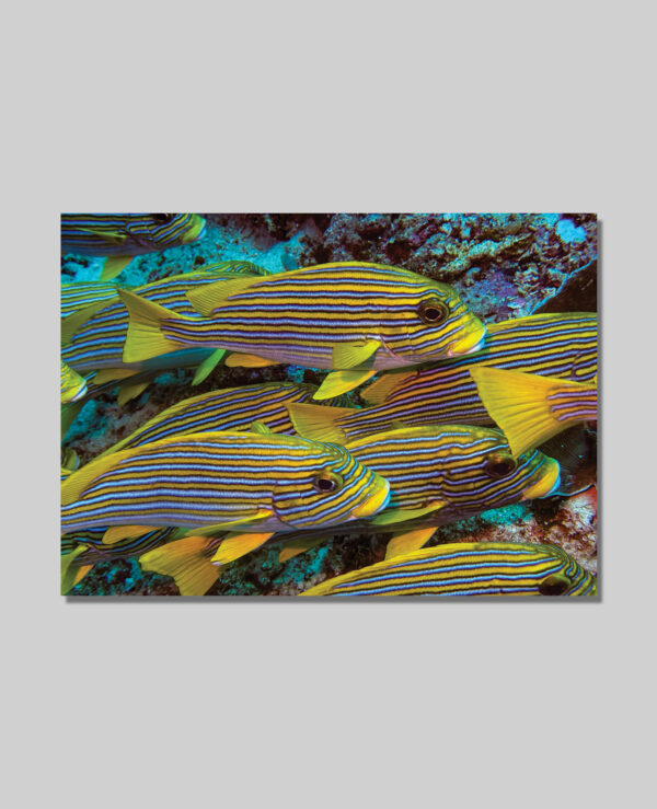 Oriental Sweetlips Postcards