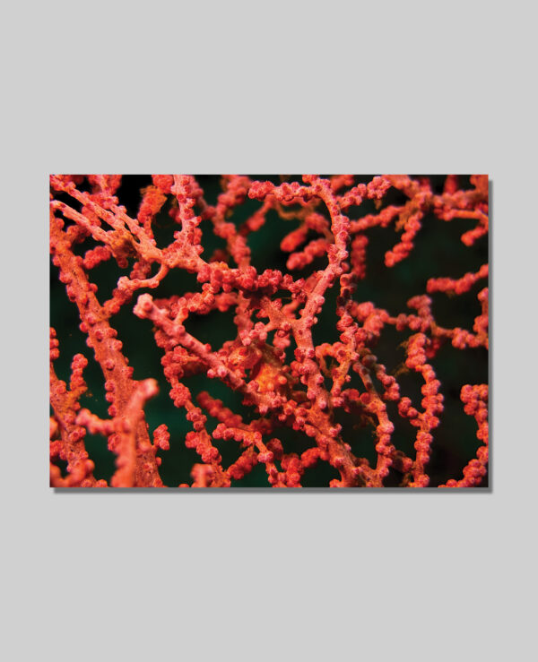 Pigmy Sea Horse Postcards